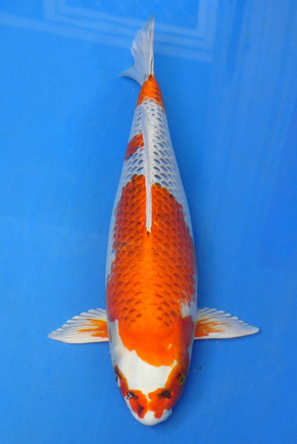 27-孔雀-52cm-母-2013年尾產-00起標(2016明宏錦鯉園拍賣會)-1-2.jpg