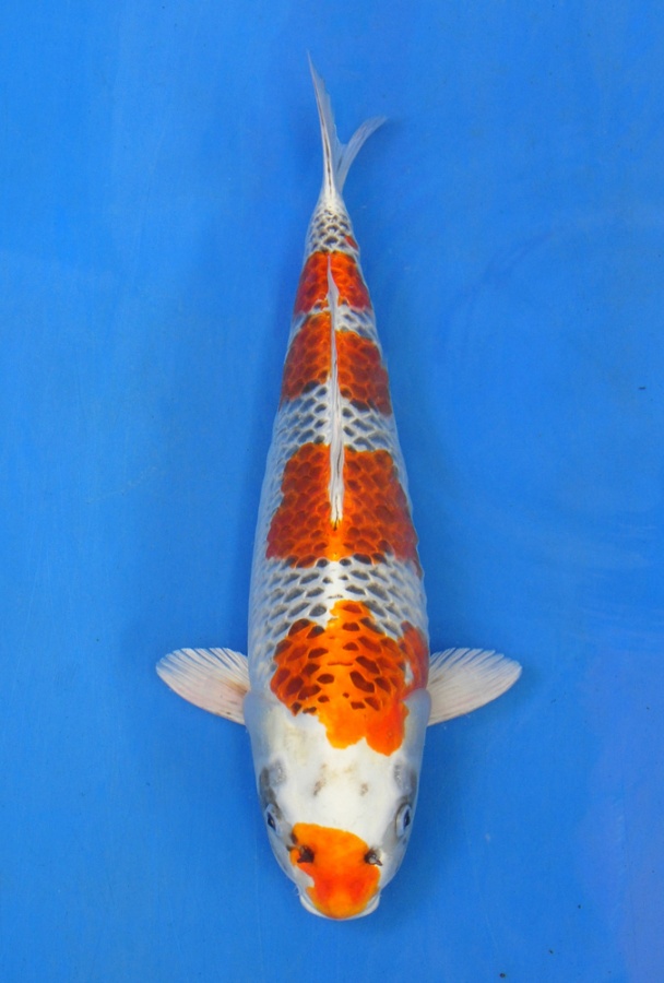 28-孔雀-50cm-母-2013年尾產-$3000起標(2016明宏錦鯉園拍賣會)-1.jpg