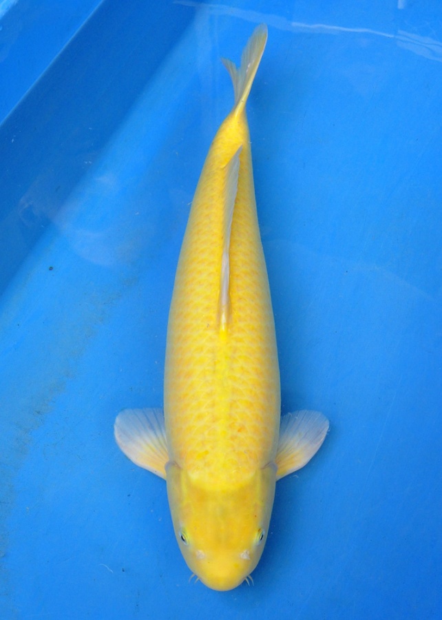 29-小西芥子鯉-64cm-公-2013年產-00起標(2016明宏錦鯉園拍賣會)-1.jpg