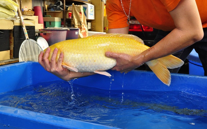 29-小西芥子鯉-64cm-公-2013年產-00起標(2016明宏錦鯉園拍賣會)-4.jpg