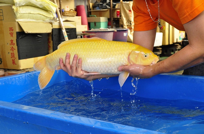 29-小西芥子鯉-64cm-公-2013年產-00起標(2016明宏錦鯉園拍賣會)-3.jpg