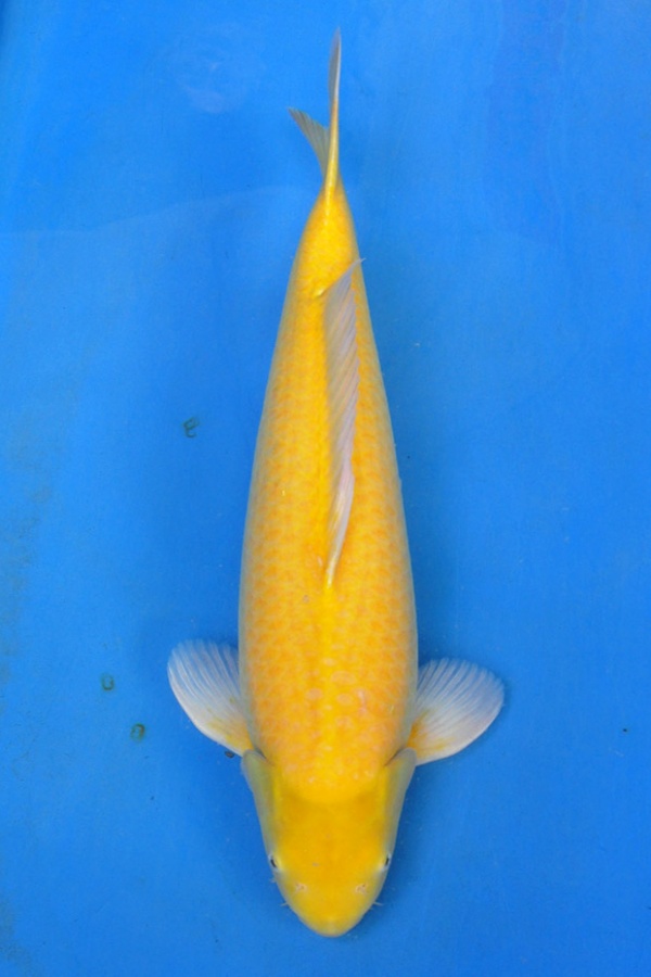 30-小西芥子鯉-66cm-不明-2013年產-00起標(2016明宏錦鯉園拍賣會)-2.jpg