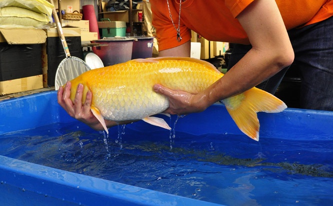 30-小西芥子鯉-66cm-不明-2013年產-00起標(2016明宏錦鯉園拍賣會)-4.jpg