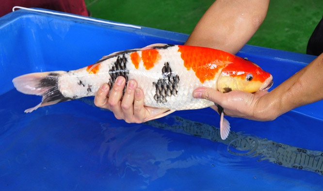 05-貞子昭和-48cm-公-2014年產-00起標(2016明宏錦鯉園拍賣會)-3.jpg