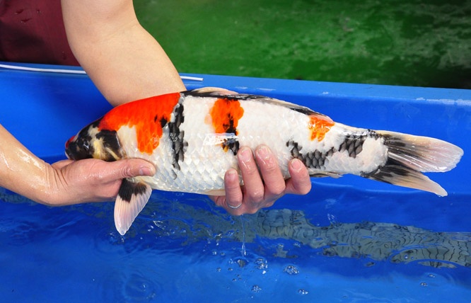 05-貞子昭和-48cm-公-2014年產-00起標(2016明宏錦鯉園拍賣會)-4.jpg