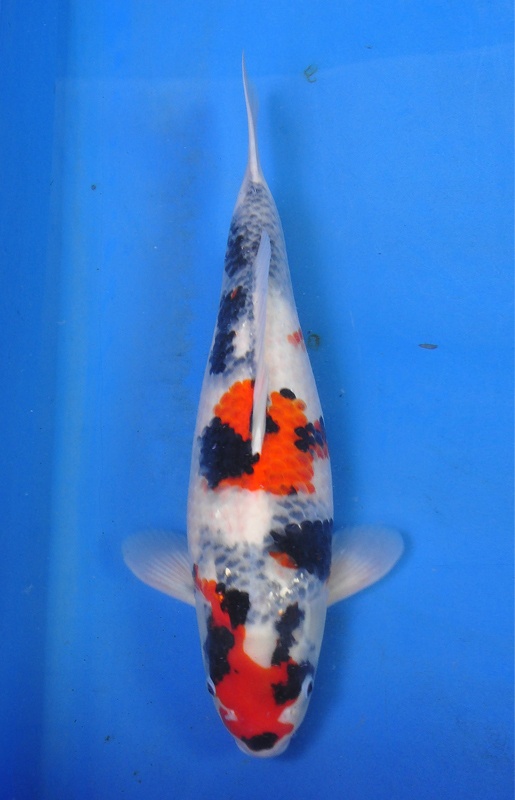 06-真子昭和-52cm-母-2014年產-$3000-(2016明宏錦鯉園拍賣會)-1.jpg