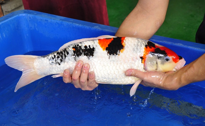 06-真子昭和-52cm-母-2014年產-00-(2016明宏錦鯉園拍賣會)-2.jpg