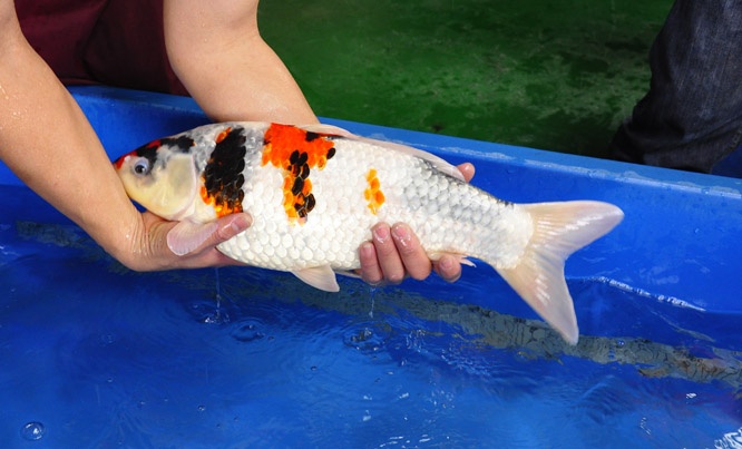 06-真子昭和-52cm-母-2014年產-00-(2016明宏錦鯉園拍賣會)-3.jpg