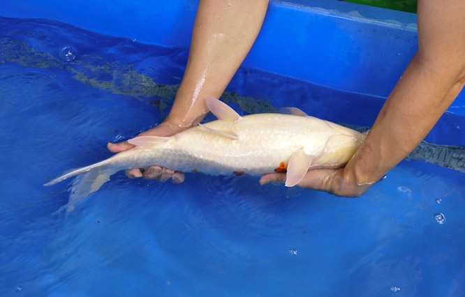 06-真子昭和-52cm-母-2014年產-00-(2016明宏錦鯉園拍賣會)-4.jpg