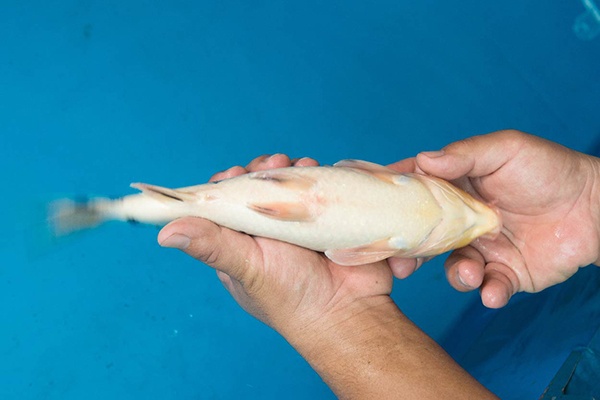 04-別光-33cm-不明-2015年產-(2016愛鯉家銘鯉苑-1)-4.jpg