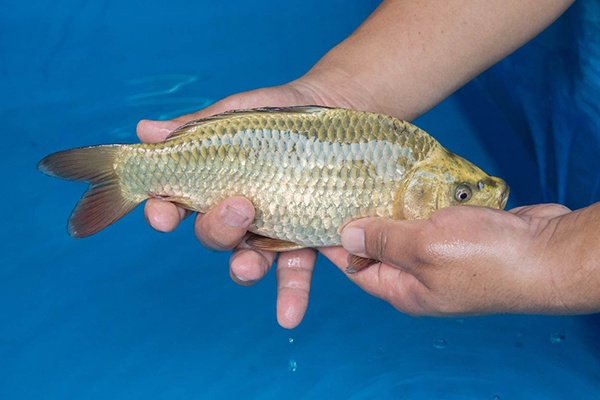 07-金兒-30cm-母-2015年產-(2016愛鯉家銘鯉苑-1)-2.jpg