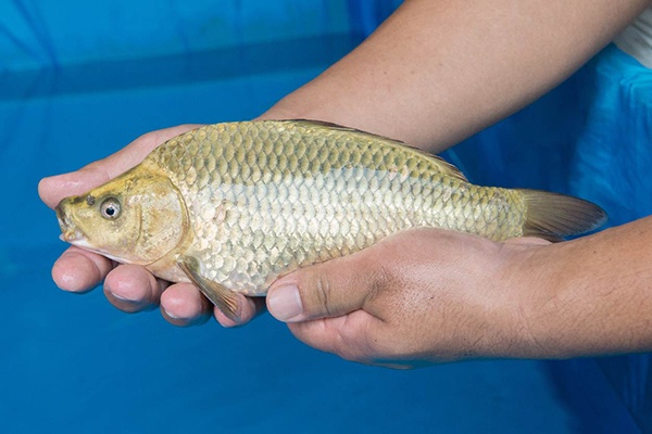 07-金兒-30cm-母-2015年產-(2016愛鯉家銘鯉苑-1)-3.jpg