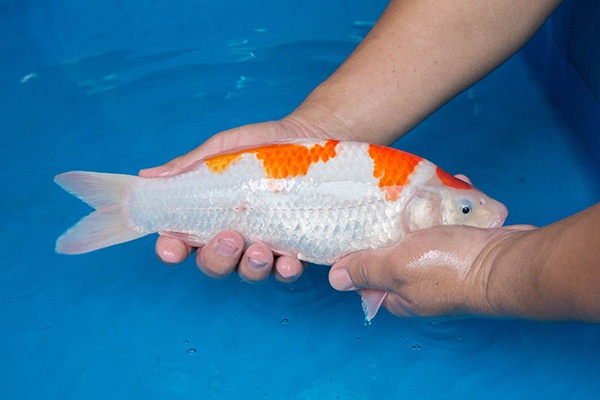 08-紅白-35cm-母-2015年產-(2016愛鯉家銘鯉苑-1)-2.jpg