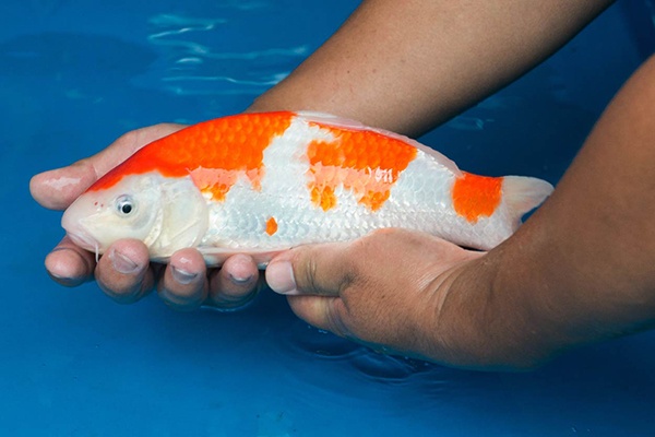 15-紅白-35cm-母-2015年產-(2016愛鯉家銘鯉苑-1)-3.jpg