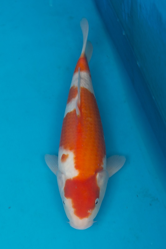21-紅白-36cm-公-2015年產-(2016愛鯉家銘鯉苑-1)-1.jpg