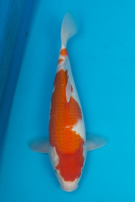 24-紅白-36cm-母-2015年產-(2016愛鯉家銘鯉苑-1)-1.jpg