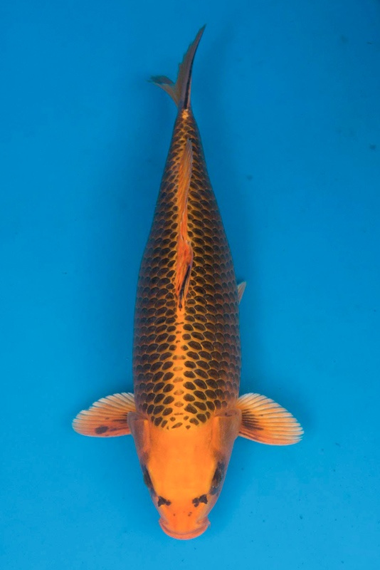 28-金松葉-53cm-母-2015年產-(2016愛鯉家銘鯉苑-1)-1.jpg