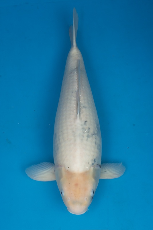 29-白寫-65cm-母-2013年產-(2016愛鯉家銘鯉苑-1)-1.jpg