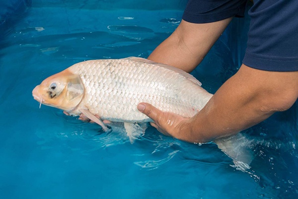 29-白寫-65cm-母-2013年產-(2016愛鯉家銘鯉苑-1)-3.jpg