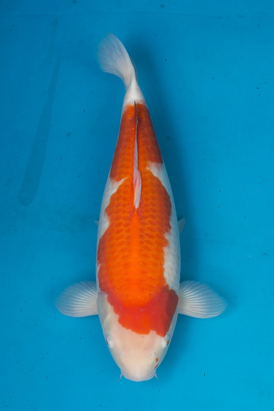 30-紅白-53cm-母-2015年產-(2016愛鯉家銘鯉苑-1)-1.jpg
