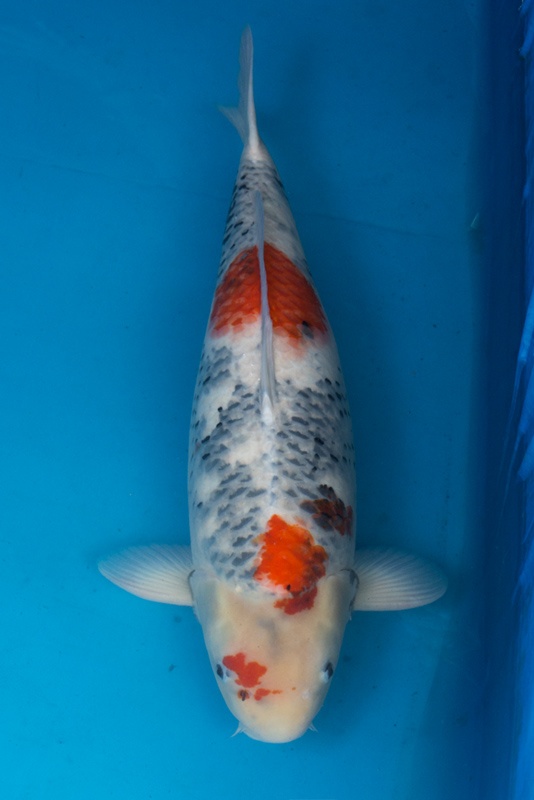 32-昭和三色-70cm-母-2012年產-(2016愛鯉家銘鯉苑-1)-1.jpg