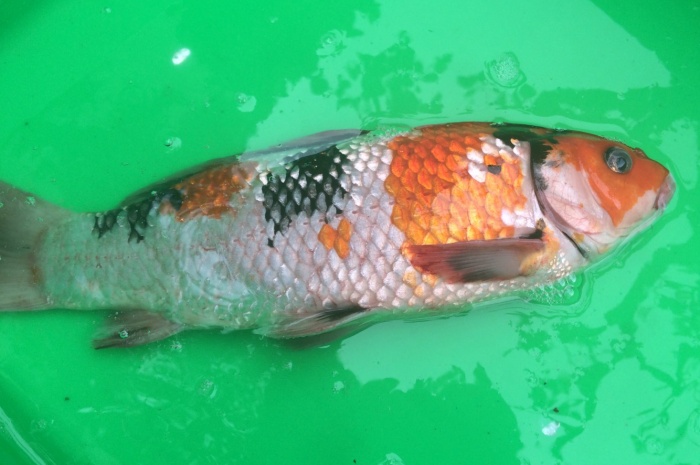 水質問題魚生病怎麼辦