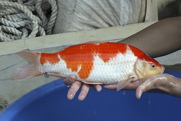 04-紅白-39cm-母高-2015年產-2000起標-(2016國際錦鯉養殖場-1)-3.jpg