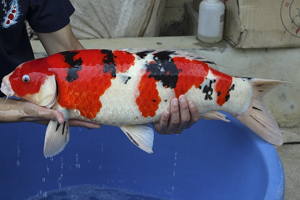 05-大正三色-66cm-公-2014年產-5000起標-(2016國際錦鯉養殖場-1)-2.jpg