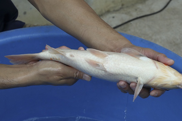 08-昭和三色-37cm-母高-2015年產-3000起標-(2016國際錦鯉養殖場-1)-2.jpg