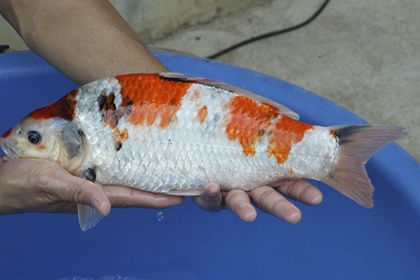 08-昭和三色-37cm-母高-2015年產-3000起標-(2016國際錦鯉養殖場-1)-3.jpg
