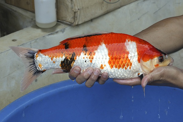 09-昭和三色-41cm-不明-2015年產-3000起標-(2016國際錦鯉養殖場-1)-2.jpg