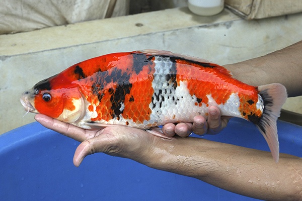 09-昭和三色-41cm-不明-2015年產-3000起標-(2016國際錦鯉養殖場-1)-3.jpg