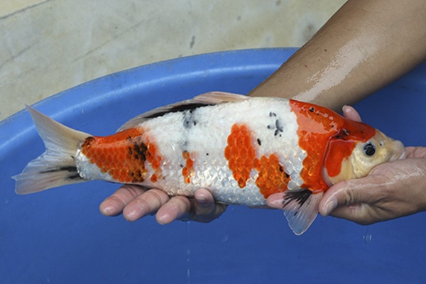 10-昭和三色-36cm-母高-2015年產-6000起標-(2016國際錦鯉養殖場-1)-2.jpg