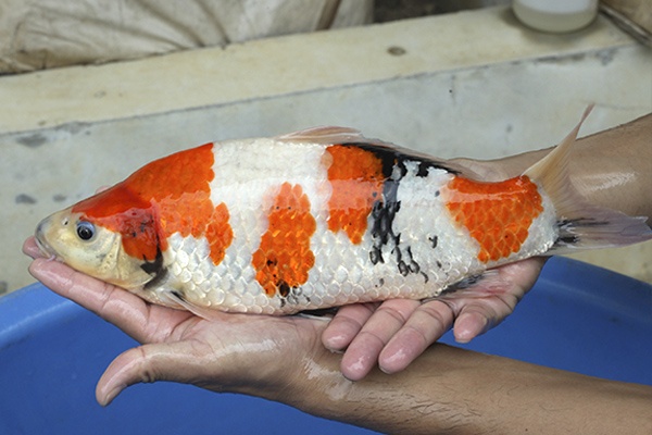 10-昭和三色-36cm-母高-2015年產-6000起標-(2016國際錦鯉養殖場-1)-3.jpg