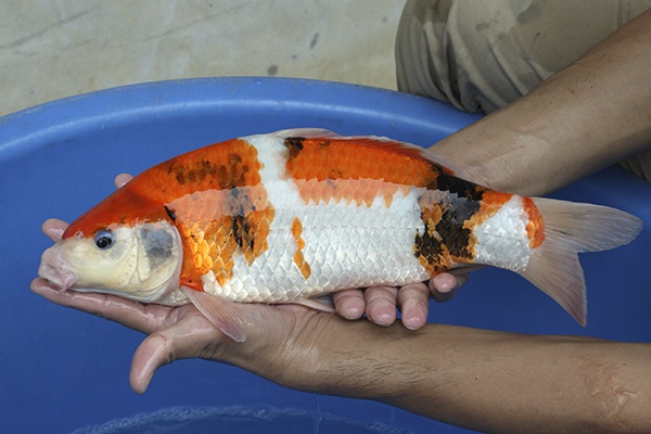 11-昭和三色-40cm-母高-2015年產-3000起標-(2016國際錦鯉養殖場-1)-2.jpg