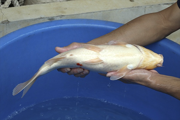 19-大正三色-46cm-母-2015年產-6000起標-(2016國際錦鯉養殖場-1)-4.jpg
