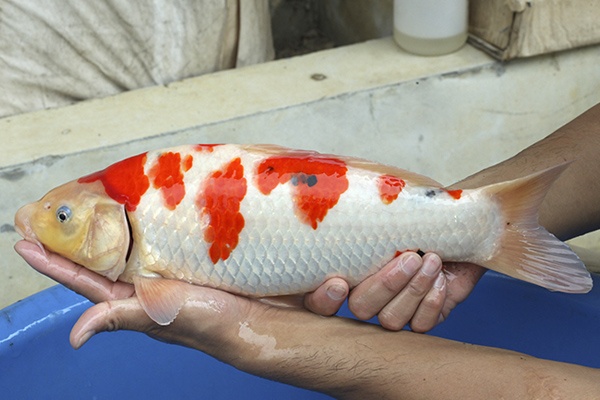 24-大正三色-40cm-母-2015年產-5000起標-(2016國際錦鯉養殖場-1)-3.jpg