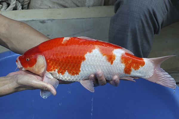 28-紅白-46cm-公-2015年產-2000起標-(2016國際錦鯉養殖場-1)-3.jpg