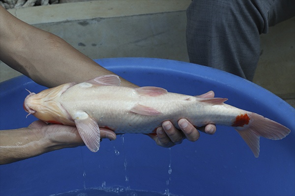 28-紅白-46cm-公-2015年產-2000起標-(2016國際錦鯉養殖場-1)-4.jpg