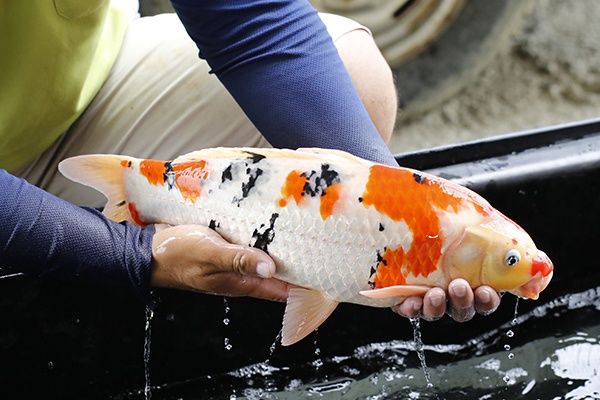 12-大正三色-49cm-公-2015年產-3000起標-(2016大將錦鯉拍賣會-1)-2.jpg