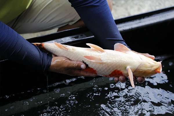 12-大正三色-49cm-公-2015年產-3000起標-(2016大將錦鯉拍賣會-1)-4.jpg