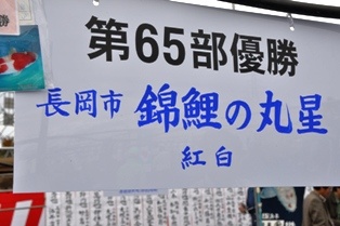 錦鯉の丸星　紅白　65部5.jpg