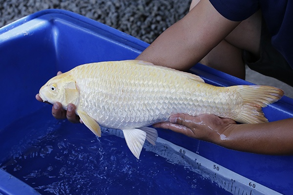 40-山吹黃金(和泉屋)-55cm-公-2014年產-5000起標-(2016江語鯉苑首場拍賣會)-2.jpg.jpg