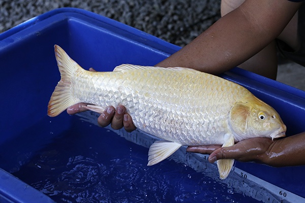 40-山吹黃金(和泉屋)-55cm-公-2014年產-5000起標-(2016江語鯉苑首場拍賣會)-3.jpg.jpg