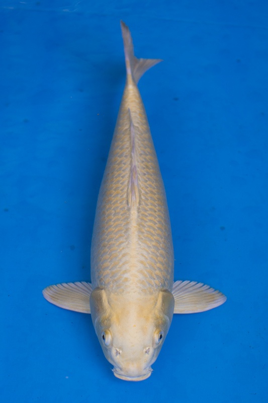 40-山吹黃金(和泉屋)-55cm-公-2014年產-5000起標-(2016江語鯉苑首場拍賣會)-1.jpg.jpg