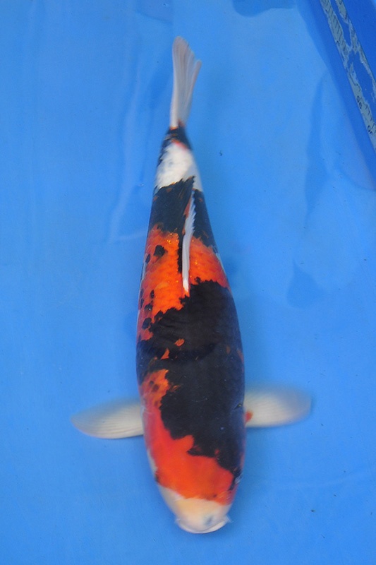 06-昭和三色(日本桃太郎產)-58CM-母-2014年產-3000起標-(2016明宏錦鯉園part2)1.jpg.jpg