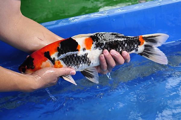 021-昭和三色(日本桃太郎產)-46CM-公-2014年產-3000起標-(2016明宏錦鯉園part2)2.jpg.jpg