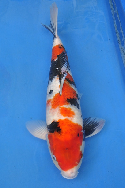 016-昭和三色(日本桃太郎產)-57CM-公-2014年產-3000起標-(2016明宏錦鯉園part2)1.jpg.jpg
