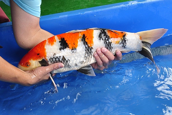 016-昭和三色(日本桃太郎產)-57CM-公-2014年產-3000起標-(2016明宏錦鯉園part2)2.jpg.jpg