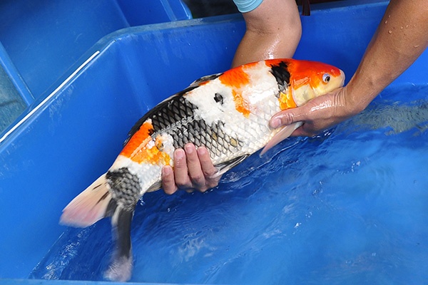 016-昭和三色(日本桃太郎產)-57CM-公-2014年產-3000起標-(2016明宏錦鯉園part2)3.jpg.jpg